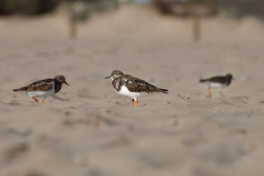 İspanya 'nın Arenales del Sol plajı boyunca koşan Sandpiperlar
