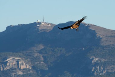 Gyps Fulvus akbabası Aitana dağ sırası ile iniş pozisyonunda ve arka planda telekomünikasyon antenleri, İspanya