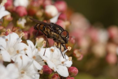 Uç Nausigaster unimaculata İspanya 'nın San Antonio de Alcoy bölgesindeki Viburnum tinus çalısıyla besleniyor.