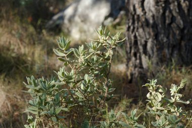 Kışın kayaçgül bitkisi, İspanya 'nın Alcoi kentindeki Akdeniz çam ormanında Bokeh ile birlikte Cistus albidus