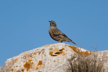 Prunella Collaris, Alpine Accentor Alcoi, İspanya 'daki Akbaba bakış açısına kayaya tünedi.