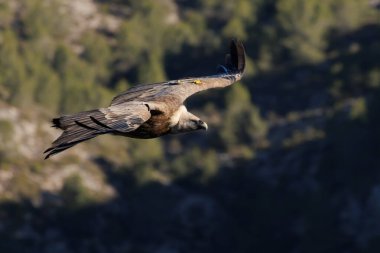 Sierra de Mariola doğal parkında, Alcoy, İspanya 'da çam ormanlarında uçan akbaba.