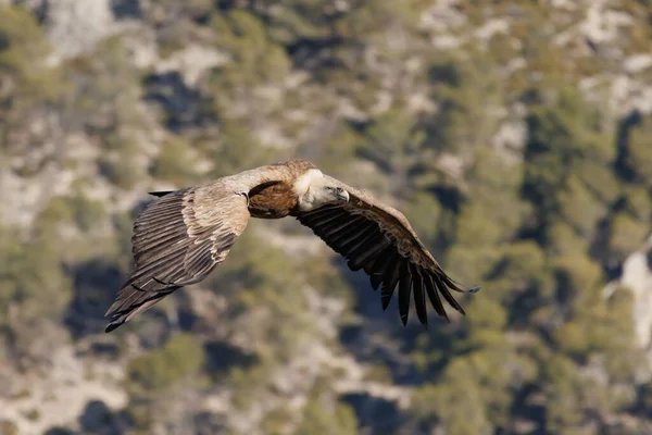 Gyps fulvus flapping wings during flight in Sierra de Mariola natural park, Alcoy, Spain