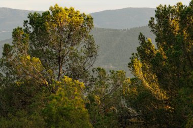 İspanya, Alcoi ormanlarındaki çam ağaçlarının üzerinde manzara ve akşam ışığı
