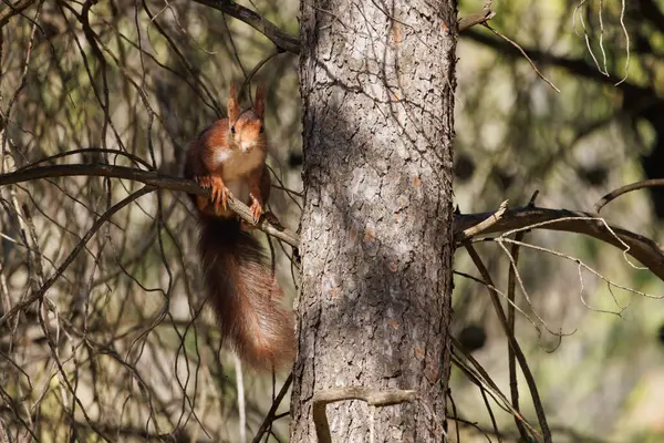 Kırmızı sincap (Sciurus vulgaris) çam dalında oturmuş kameraya bakıyor. Alcoi, İspanya