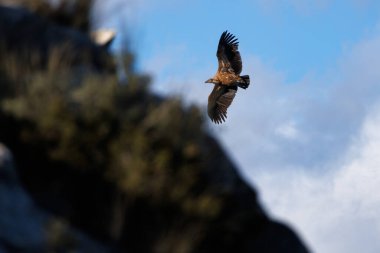 Gyps fulvus uçuyor. Aşağıdan görünen kanatları var. İspanya 'daki dağın zirvesine doğru gidiyorlar.
