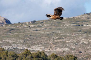 Gyps fulvus kanatlarını dağ manzarasıyla çırparak Sierra de Mariola de Alcoy, İspanya 'da arka planda bulutlar oluşturur.