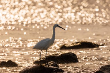 Little Egret (Egretta garzetta), İspanya 'nın El Campello kentinde, Akdeniz' de gün doğumunun altın bokeh 'i.