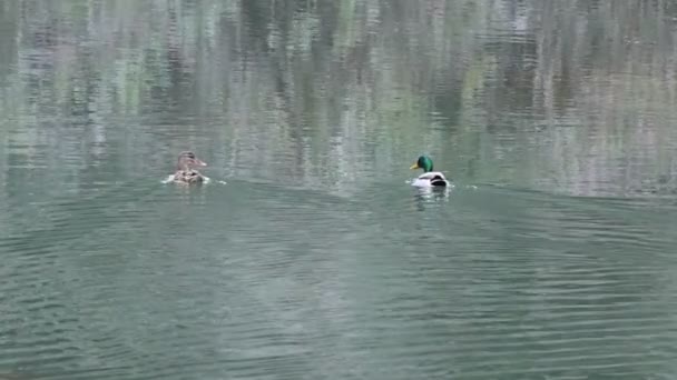 Stockentenpaar Anas Platyrhynchos Schwimmt Höllenwehr Des Flusses Serpis Lorcha Spanien — Stockvideo