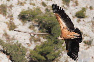Griffon akbabası, Gyps fulvus, uçuşta yön değiştiriyor ve kameraya bakan akbaba sürüsü, Alcoi, İspanya