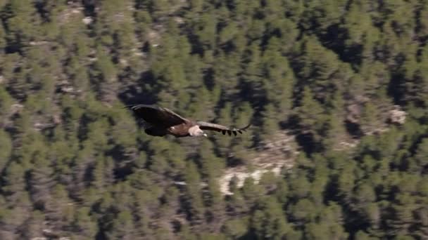 Vulture Gyps Fulvus Volant Dans Barranc Del Cint Alcoi Espagne — Video