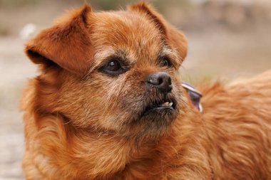 Dişleri deforme olmuş melez bir köpek ve pyorrhea hastalığı, periodontit yüzünden dişleri yok.
