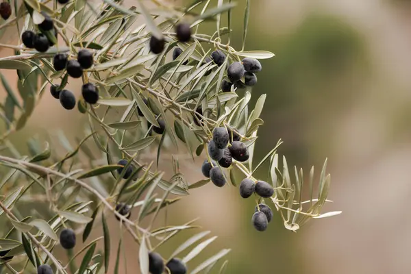 Ripe olives not harvested in the month of February used as food for sustainable wildlife, Alcoy, Spain