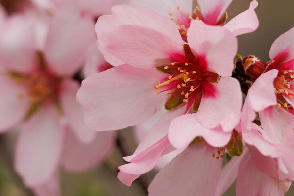Closeup of almond blossoms, Prunus dulcis, Alcoy, Spain
