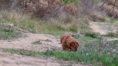 Köpeğim Nami, tarım arazilerinin yanındaki Alcoy, İspanya 'da kameraya bakıp kokluyor.