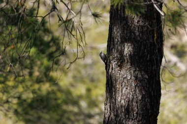 Avrupa Ağaç Bekçisi (Certhia brachydactyla) İspanya 'nın Alcoy kentindeki bir çam ağacının gövdesine tırmanıyor.
