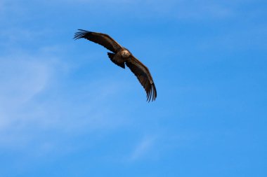Alcoy, İspanya 'da mavi gökyüzü arka planına sahip uçan kanatlar (gyps fulvus)