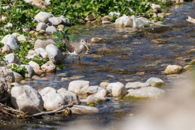 Tringa Ochropus, Serpis nehrinde yemek arayan büyük kum düdükçüsü. Gün ortası güneşli bir günde, İspanya 'nın Alcocer de Planes kentinde.