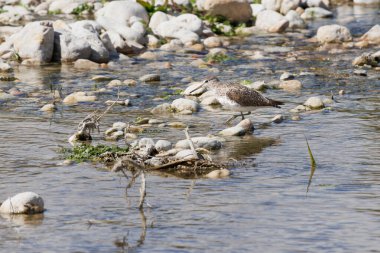 Tringa ochropus, Great sandpiper searching for food in the Serpis river on strong sunny day at midday, Alcocer de Planes, Spain clipart