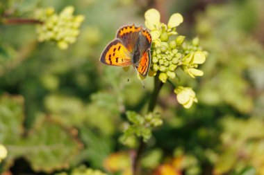 Lycaena phlaeas butterfly with bright tones reflected by the midday sun in the Gaianes lagoon, Spain clipart