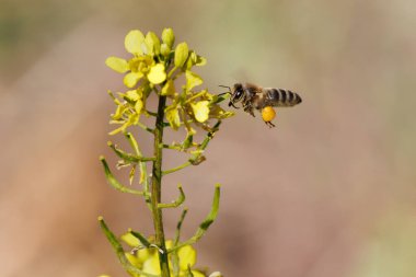 Apis mellifera, Avrupa arısı, İspanya 'nın Albufera de Gaianes bölgesindeki polen dolu korbikülüsüyle uçan ve yaklaşan sarı çiçekler.