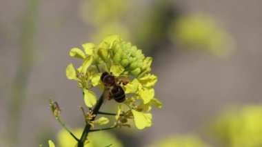Avrupa arısı Apis mellifera, güçlü tipide, İspanya 'da nektar ve polen toplamak için çırpınıyor