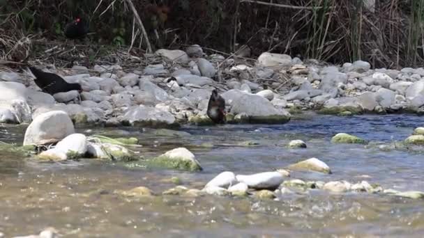 Moorhen Commun Gallinula Chloropus Nourrissant Sur Rive Rivière Serpis Passant — Video