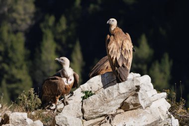 Barranc del Cint de Alcoi, İspanya 'da kayaların üzerine tünemiş bir grup griffon akbabası, çingene Fulvus.