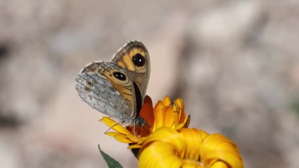 Lasiommata Petropolitana Kelebeği Portakallı Papatya Nektarıyla Besleniyor Spanya — Stok video