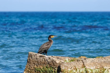Maritime landscape with great cormorant, Phalacrocorax carbo, on rock drying its plumage in La Mata, Spain clipart