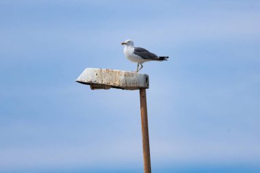 Tek bacaklı martı Larus fuscus, İspanya 'nın Guardamar del Segura marinasında paslanmış ve yaşlanmış sokak ışıklarına tünemişti.