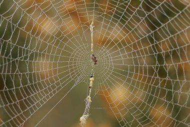 Küçük örümcek (araneus diadematus) soğuk ve su damlaları tüm örümcek ağına düşer ve arka plan bulanıklaşır, Alcoy, İspanya