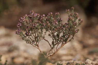 Thymus vulgaris, Thyme baharda Sierra de Mariola, Alcoi, İspanya 'da çiçek açıyor.