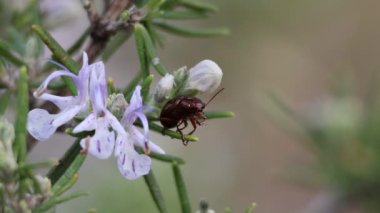 Biberiye böceği, Chrysolina Americana, biberiye bitkisi Salvia Rosmarinus 'un polen dolu ön bacaklarını temizliyor.