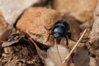 Gübre böceği (Gymnopleurus) yiyecek aramak için yol taşlarının arasında yürüyor, Alcoy, İspanya