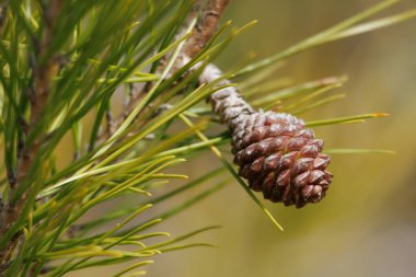 Pine cone bud in spring, pinus halepensis, Alcoy, Spain clipart