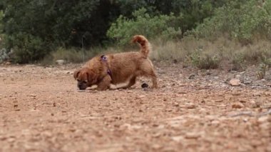 Köpeğim Nami, İspanya 'nın San Antonio de Alcoy bölgesinde bir sopayla oynuyor.