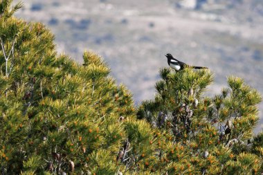 Sierra de Mariola ormanının çam sırtında, Alcoy, İspanya