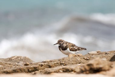 Turnstone, Arenaria yorumluyor, İspanya 'nın Alicante kentindeki Agua Amarga tuzlu plajının korunan bölgesinde kayalara tünemiş ve dalgalı bokeh sallıyor.