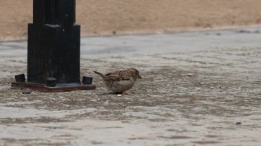 Şehir kaldırımında yiyecek arayan ve kaldırımda zıplayan dişi serçe (Passer domesticus) Alcoy, İspanya
