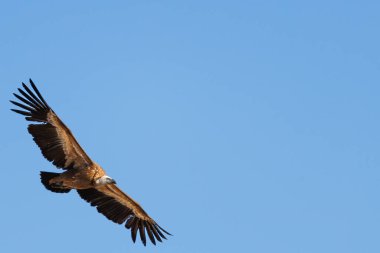 Alcoy, İspanya 'da negatif alanı ve mavi gökyüzü arkaplanı olan Griffon akbabası