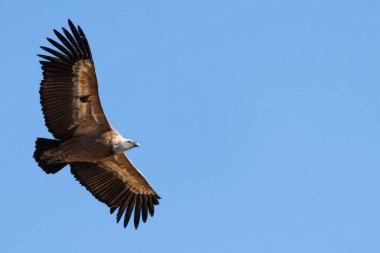 Alcoy, İspanya 'da negatif alanı ve mavi gökyüzü arkaplanı olan Griffon akbabası