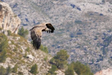 Griffon akbabası, Gyps fulvus, Alcoy, İspanya 'daki Cint vadisinde uçarken kanatlarını çırpıyor.