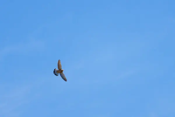Minimalist Photograph Kestrel Falco Tinnunculus Wings Spread Blue Sky Background — Stock Photo, Image