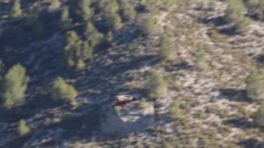 Griffon akbabası, Gyps fulvus, İspanya, Alcoy 'daki Barranc del Cint' in kayalıklarında diğer akbabalarla birlikte tünemekte.