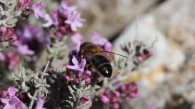 İspanya 'nın Alcoy kentindeki Sierra de Mariola doğal parkındaki kekik (Thymus vulgaris) çiçeklerinin nektar toplanması sırasında arı Apis mellifera davranışı