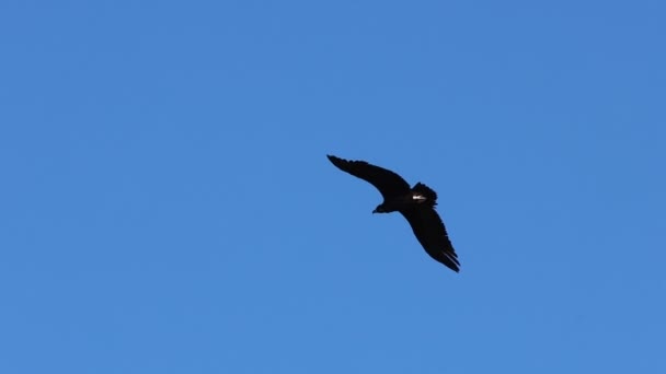 Kara Akbaba Aegypius Monachus Mavi Gökyüzü Arka Planıyla Uçan Alcoy — Stok video