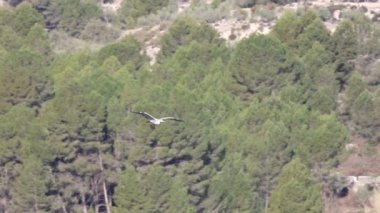 Gri balıkçıl (Ardea cinerea) Beniarres bataklığında arka planda çam ormanı ile uçar.