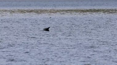 Büyük karabatak (Phalacrocorax karbonhidrat) Beniarres bataklığının suyuyla yola çıkıyor, İspanya