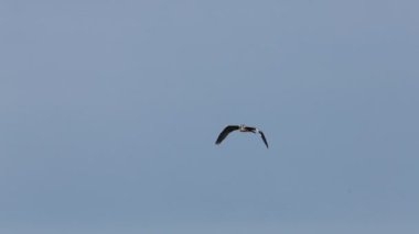 Garza real (Ardea cinerea) volando con fondo de cielo azul sobre el pantano de Beniarres, Espaa